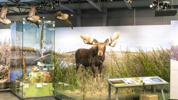 Image of moose exhibit