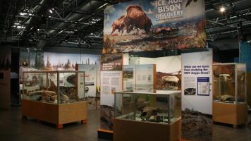 Steppe Bison exhibit