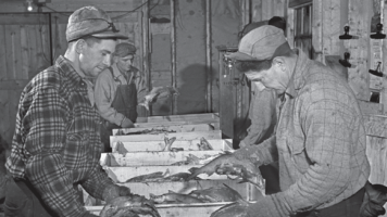 Des ouvriers emballent promptement du corégone dans de la glace à l’usine de transformation du poisson McInnes à Hay River, en 1949.