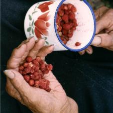 Image of hand holding raspberries