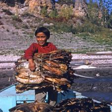 Near Fort Good Hope (Rádeyı̨lı̨kóé), there are no fish in the Mackenzie River (Dehcho) in the winter. That's why, in the summer, the Dene dry and smoke fish for the winter. 120 dry fish make a bundle weighing 35 pounds. In August 1968, Leon Taureau takes a bundle home.