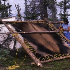 August 1990. Judith Catholique gets ready to scrape the hair off a moosehide before tanning it.