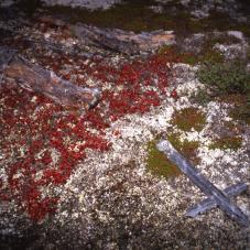 Probably an old grave in the barren lands.