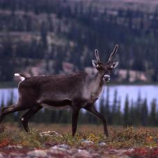 Caribou near the Snowdrift River (Thaiye haili deze), 1990.