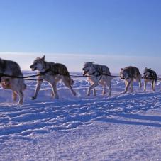 On Great Slave Lake (Tucho), in January 1978.