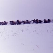 Bison on Lake Hook, near Fort Smith (Tthebacha), on a very gray day, March 4th, 1970.