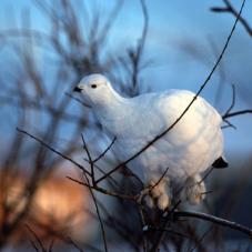 Ptarmigan in Norman Wells (Tłegǫ́htı̨), December 1979.