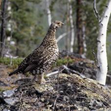 A grouse.