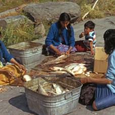 Detah, August 1974. Madeleine C, Marie Louise Baillargeon, Margaret Liske and Jonas Baillargeon clean whitefish caught near their community.