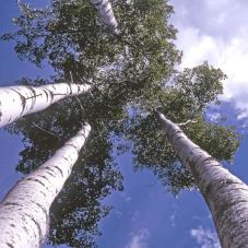 These trees were photographed at Kakisa (K'gege) in each of the four seasons from 1977-1978.