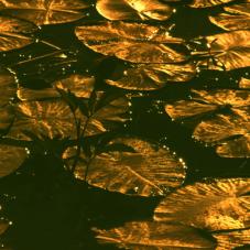 Lily pads.