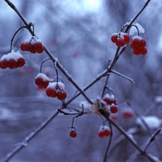 Highbush cranberries in October.