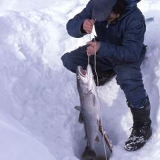 The ice on Great Bear Lake (Sahtú) was still six feet thick when Archie Tetso caught a trout, April 1986.