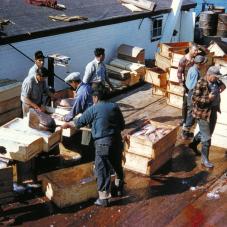 NWT Archives -Bart Hawkins