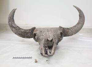Steppe bison skull
