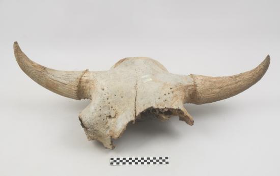 Bison skull