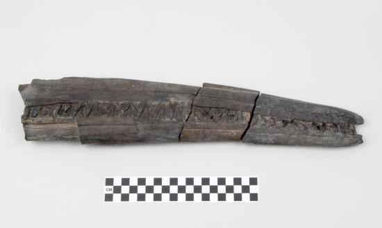 Ichthyosaur jaw